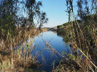 Northern Italy, Po Delta, Bertuzzi Valley in winter. Marshy area with spontaneous vegetation.