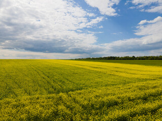 Obraz premium Wonderful panoramic view on agricultural field with blooming yellow rape flowers and perfect blue sky. Rapeseed field in sunny day. 