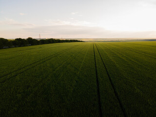 Aerial top view of an endless agriculture field in countryside on a summer day. 