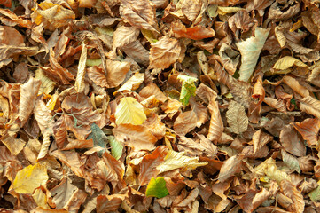 Autumn leaves in the forest