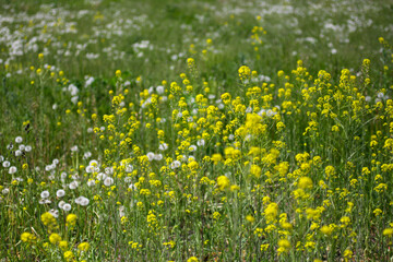 Blooming rapeseed, rape, brassica napus with dandelions. Green field with yellow and white flowers. Natural outdoor background. Summer sunny day, growing plants