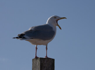Welcome to the Coast
