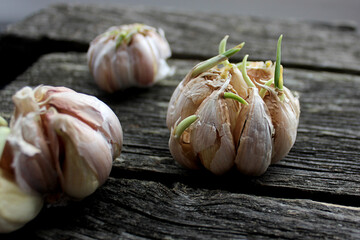 sprouted garlic on rustic boards