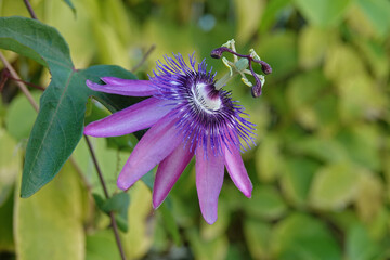 A Purple Nightie Passion Flower is shown in a closeup view.