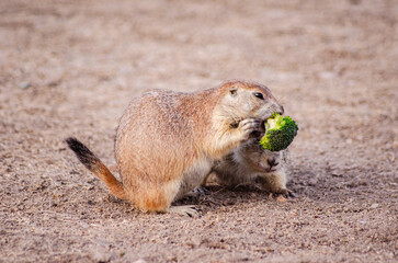 Prairie Dog Eating 