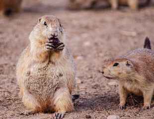Prairie Dog Eating 