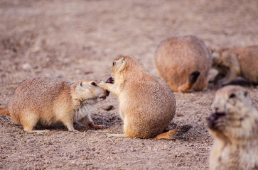 Prairie Dog Eating 