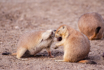 Prairie Dog Eating 