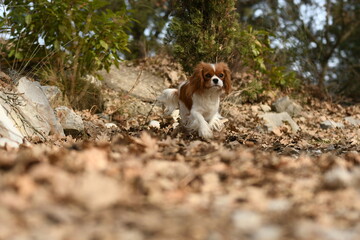 Portrait d'un chien race cavalier king charles dans la nature