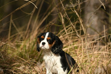 Portrait d'un chien race cavalier king charles dans la nature