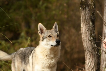 Fototapeta premium portrait chien loup tchécoslovaque dans la forêt 