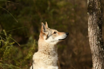 portrait chien loup tchécoslovaque dans la forêt 