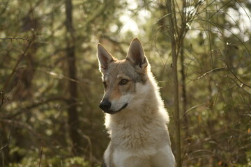 portrait chien loup tchécoslovaque dans la forêt 