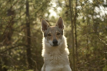 portrait chien loup tchécoslovaque dans la forêt 