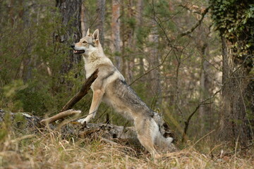 Fototapeta premium portrait chien loup tchécoslovaque dans la forêt 