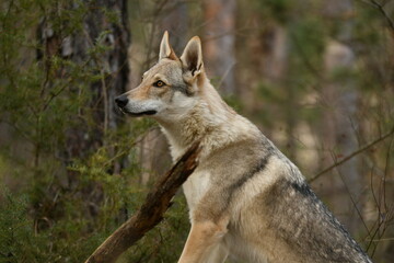 Fototapeta premium Portrait d'un loup tchécoslovaque dans les bois