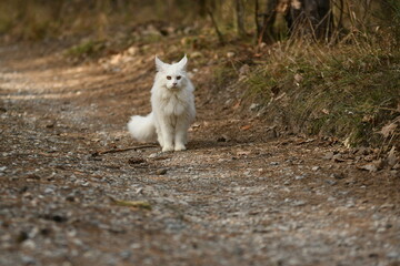 Chat blanc race maine coon dans la forêt 