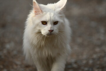 Chat blanc race maine coon dans la forêt 