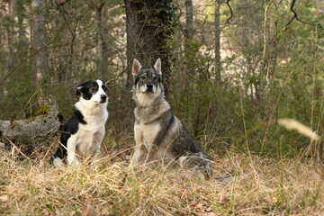 Portrait d'un loup tch&eacute;coslovaque dans les bois