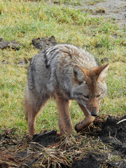 Coyote Pic#5 - looking for morning snack