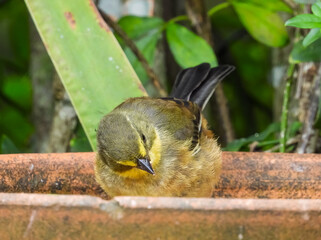 Buff-throated Warbling-Finch cub feeding on a ceramic plate in the garden (Microspingus lateralis)