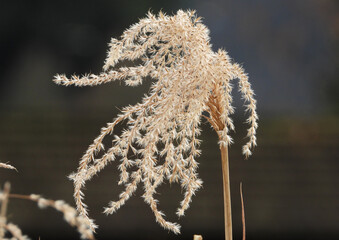 Abstract shapes of Chinese Silver Grass seeds