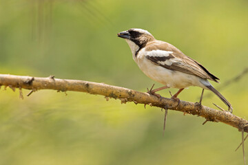 A white-browed sparrow-weaver (Plocepasser mahali) 
 perched on a branch of a tree.