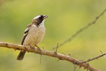 Obraz premium A white-browed sparrow-weaver (Plocepasser mahali) perched on a branch of a tree.