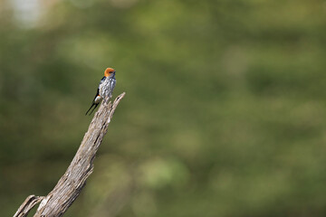 A lesser striped swallow (Cecropis abyssinica) perched on a branch in Kenya