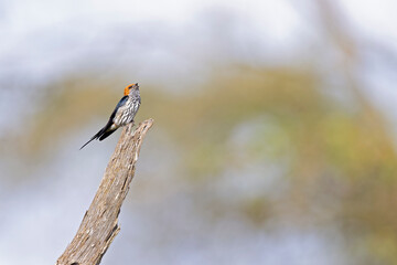 A lesser striped swallow (Cecropis abyssinica) perched on a branch in Kenya