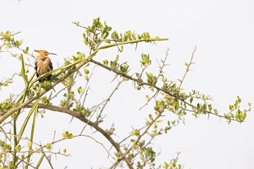 An adult Eurasian hoopoe (Upupa epops) perched on a tree branch in the morning sun in Kenya.