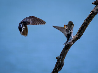 Swallows on a branch