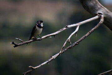 Swallow