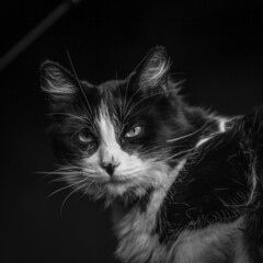 black and white cat © Francisco