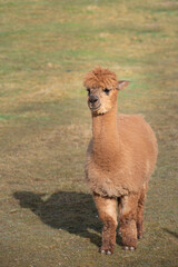 a young brown alpaca stands in a dry pasture and looks ahead, in portrait format
