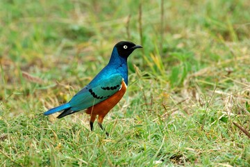 Ein Dreifarben-Glanzstar (Lamprotornis superbus) am Boden.