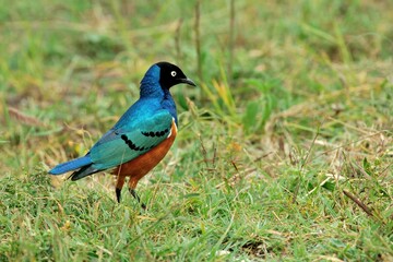 Ein Dreifarben-Glanzstar (Lamprotornis superbus) am Boden.