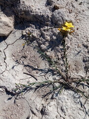 Linum 