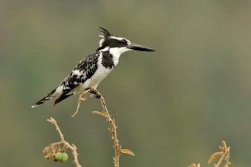 Graufischer (Ceryle rudis) auf dem Ansitz.