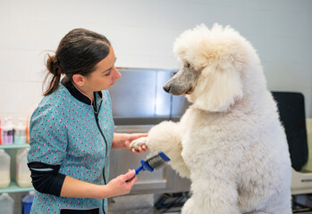 Young woman groomer combing a giant white poodles hair making eye contact