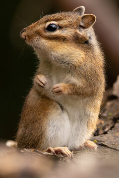 Tamia de Sib&eacute;rie (Eutamias sibiricus)