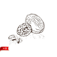 Hand drawn nutmeg with grated crumbs isolated on white background. Vector sketch for poster, web design, banner, card, flyer, icon, logo or badge.