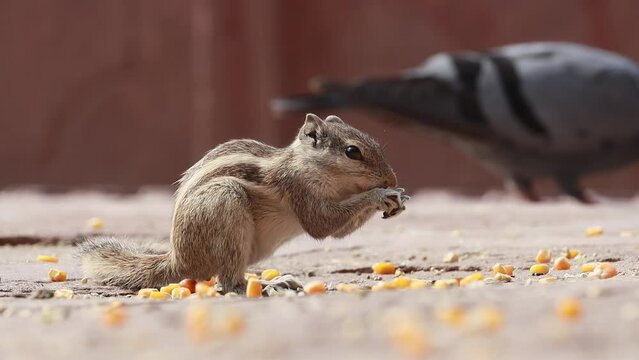 Indian palm squirrel or three-striped palm squirrel (Funambulus palmarum) is a species of rodent in the family Sciuridae found naturally in India (south of the Vindhyas) and Sri Lanka.