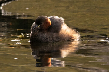 Grèbe castagneux (Tachybaptus ruficollis)