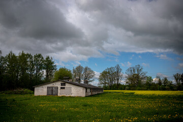 old farmhouse in dandelion field near forest in Latvia. Abandoned soviet building