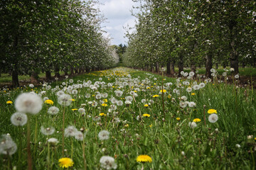 Dandelions growing between row of trees in orchard