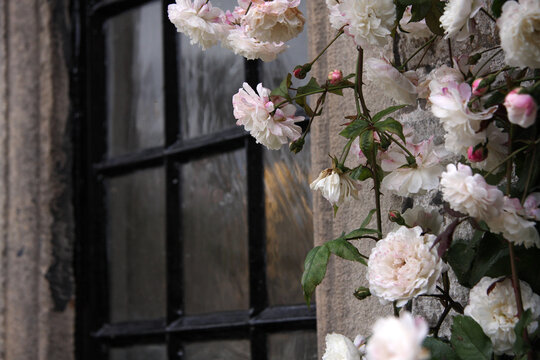 Pink and white roses rambling around a leaded window