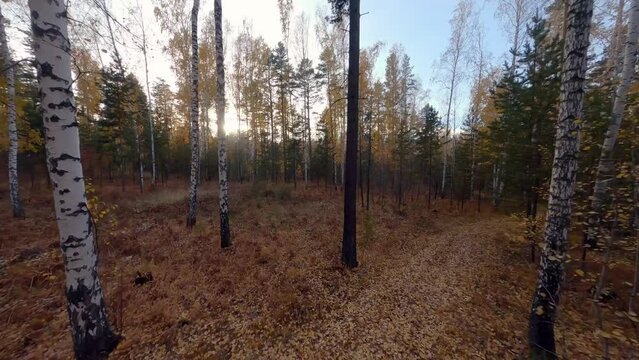 FPV drone footage POV flying through a pine tree and birch forest in Russia. Autumn (October). First person view
