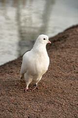 The white dove is a symbol of peace.