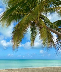 Fototapeta na wymiar Coconut palm tree on Cayo Coco Beach Cuba